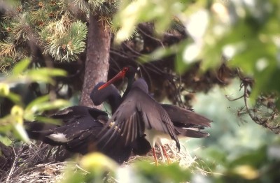 Primo nido in Italia di Cicogna nera